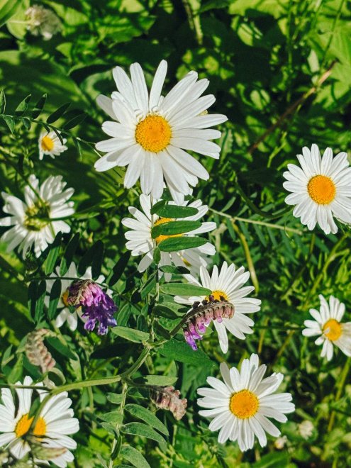 Полевое цветение -  