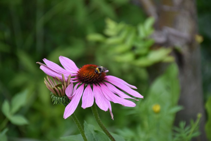 Вкус лета (The taste of summer) -  