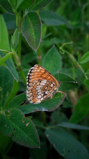 Швшечница Аталия - Душа рукодельницы -  