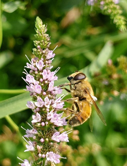 Суровый взгляд работающей пчелы -  