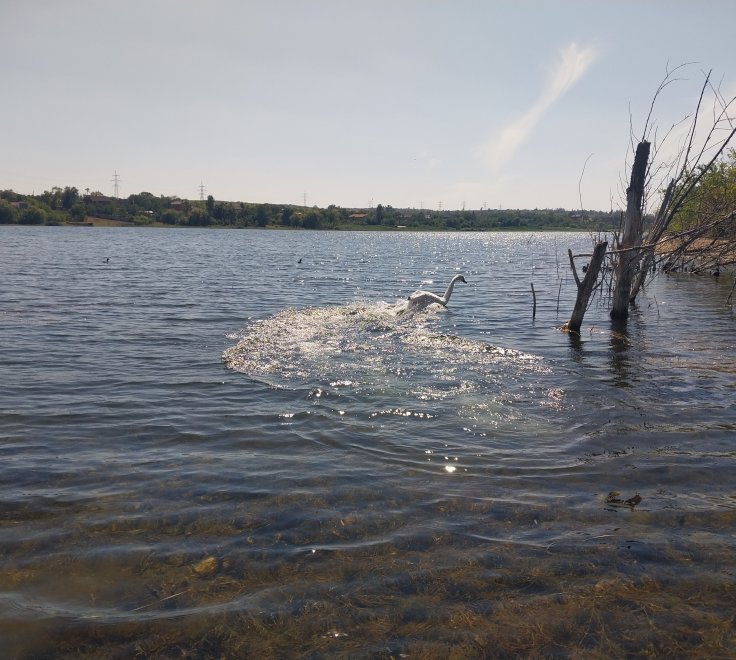 Лебединный танец -  