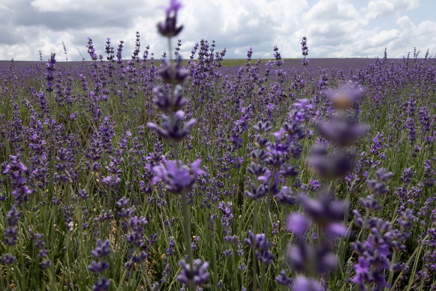 Крымская лаванда - Альфия Хабирова