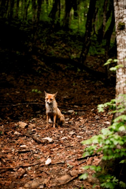 Гуамка - Екатерина
