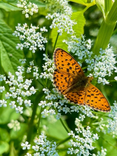 Легкость бытия -  