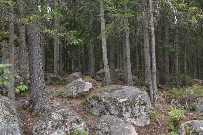 Парк Монрепо -  