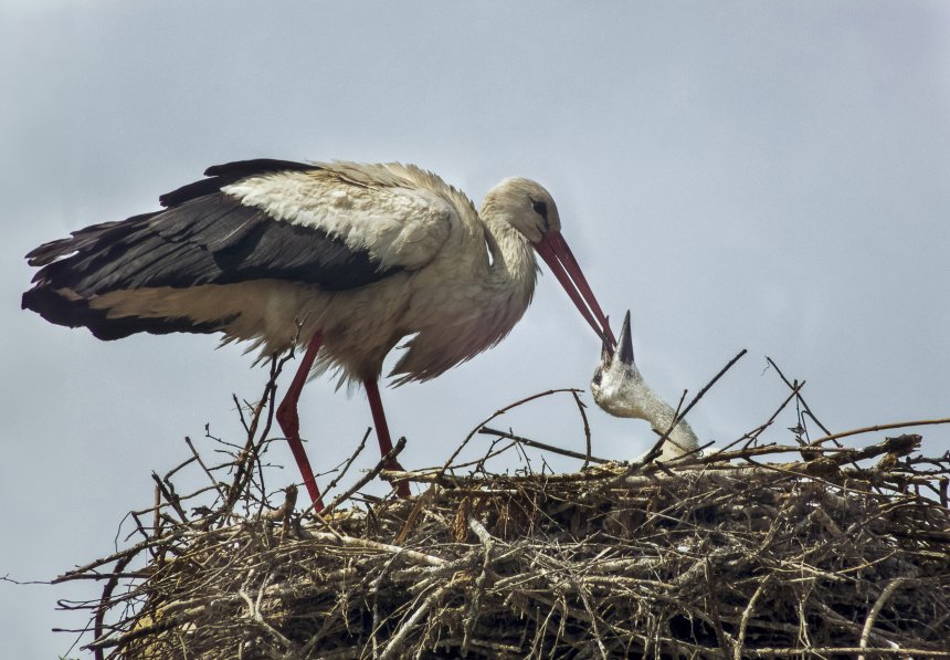 Забота о будущем -  