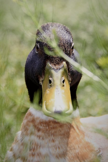 Гордый селезень -  