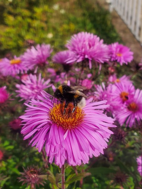 Крылатый садовник -  