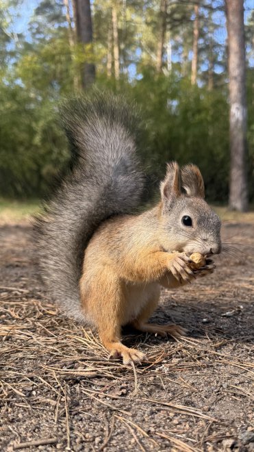 Прожорливый бельчонок! -  