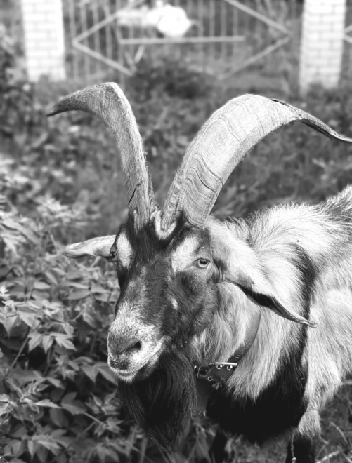 Житель мужского монастыря. - Христина