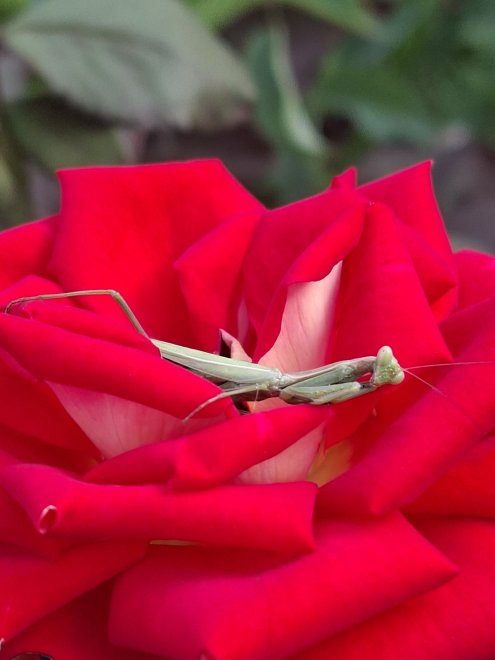 Сладкие сны Богомола - Марина