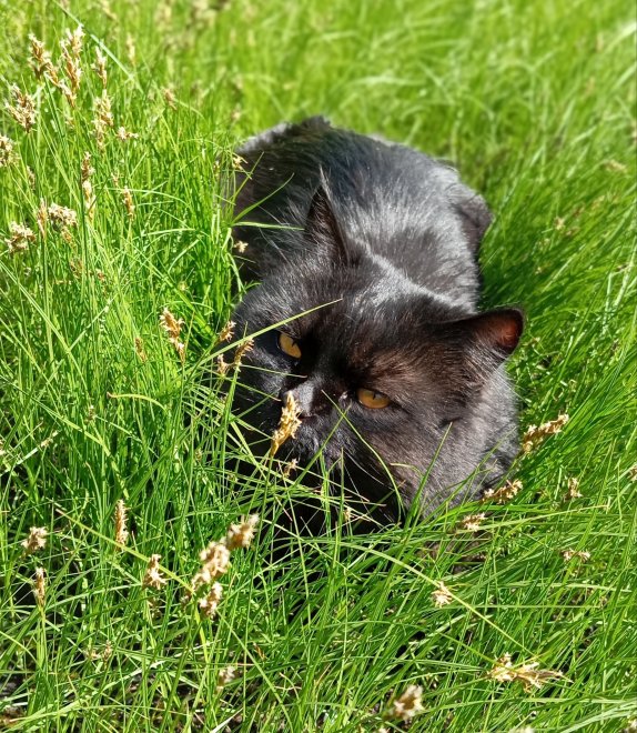 Кот в зеленой неге - Алевтина