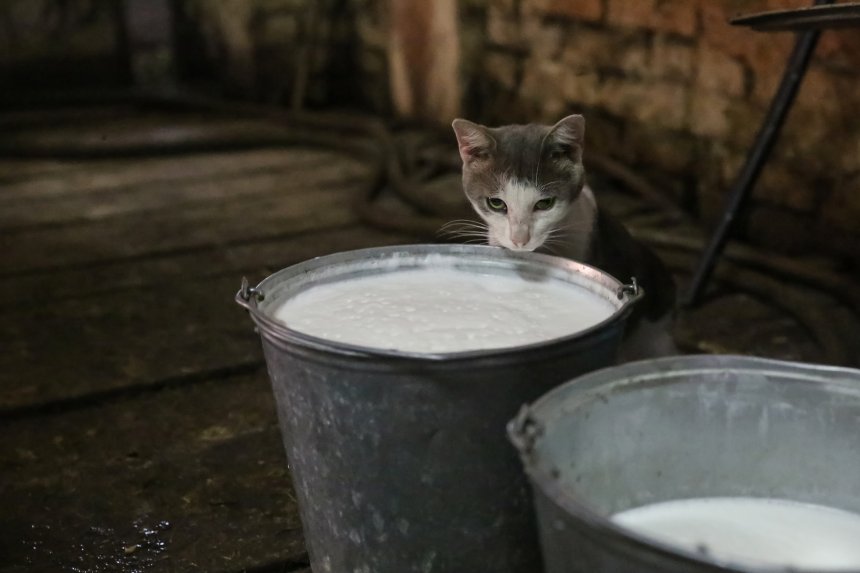 Кошкина радость -  