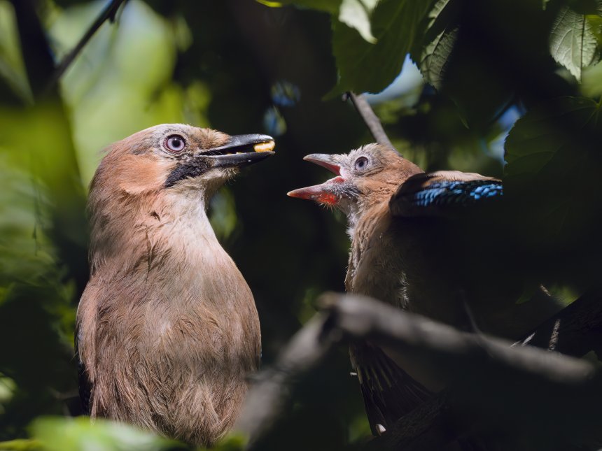 Завтрак - Максим