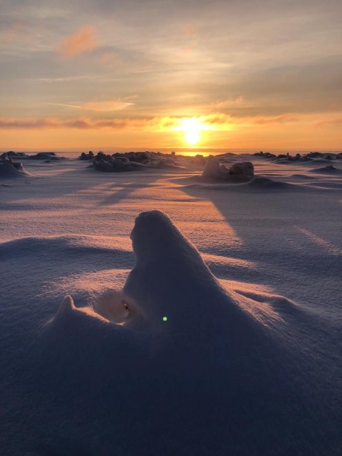 Акула из торосов - Виктория