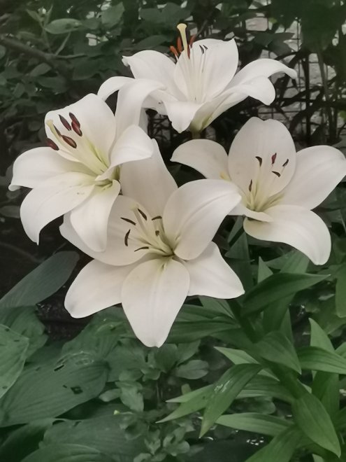 Лилия Брайт Бриллиант (Lily Braght Brilliant) -  