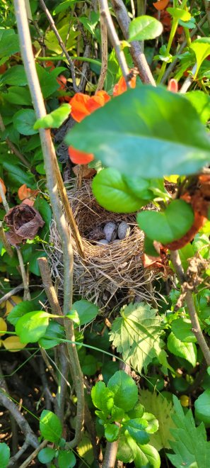 Зарождение жизни -  