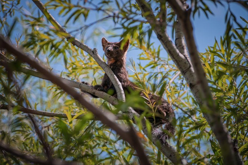 Соболек - Анастасия Сахаревич