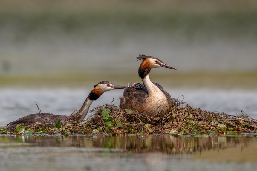 Нежность - Константин Тучин
