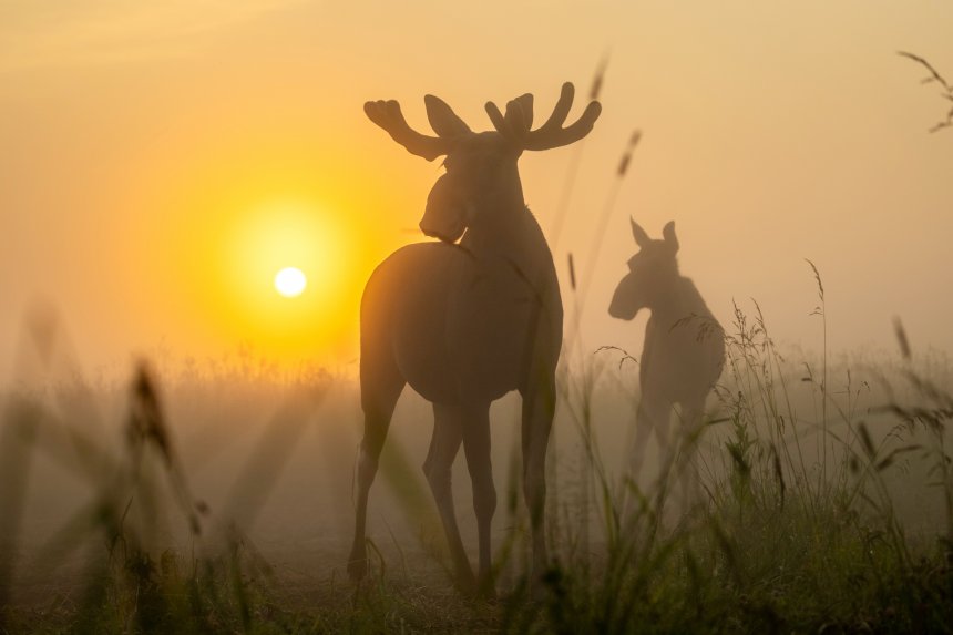 Туманный рассвет: свидание лосей. - Безобразова Ольга Евгеньевна