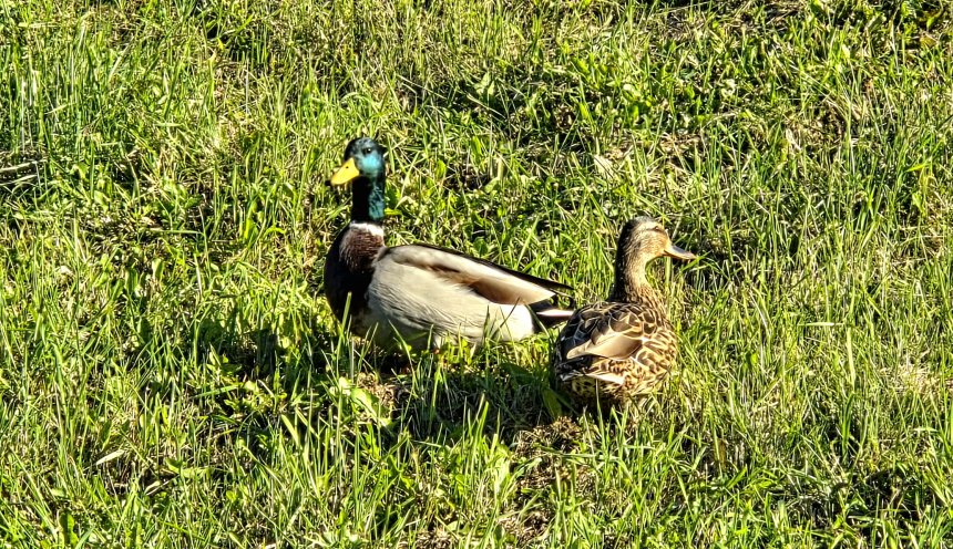 Неразлучники - Кирилл