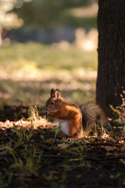 Маленькое сердце осени (A Little Heart of Autumn) - Алексей Шаврин