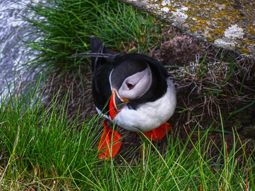 Тупик в Норвегии - Владислав