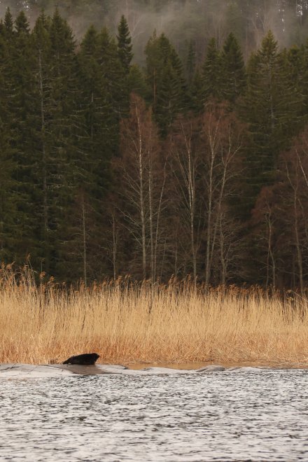 Туманное утро - Полина Кушнерова