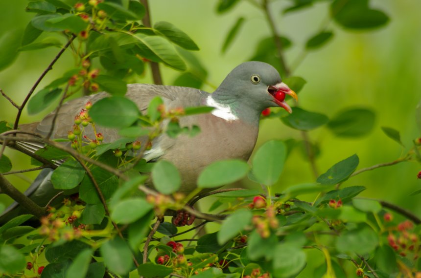 Вяхирь. - Василий