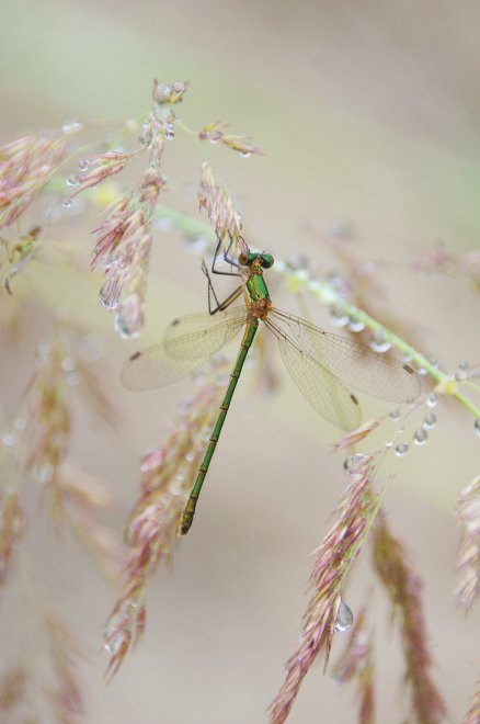Невеста - Ксения