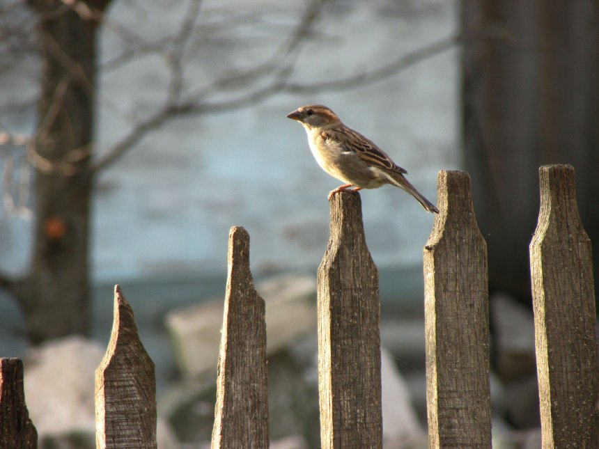 Утро в деревне - Дорофеева Виктория Александровна