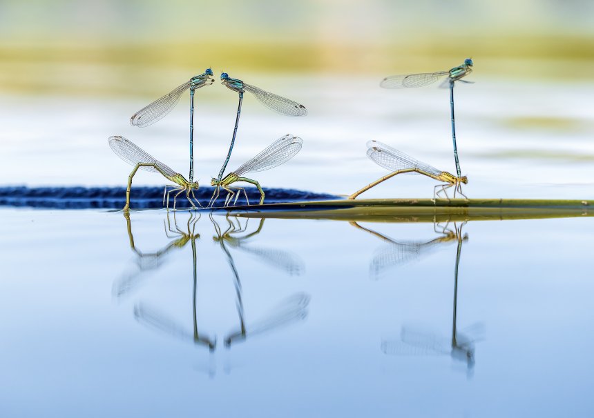 Заговорщики - Наталья Владимировна Бачкова