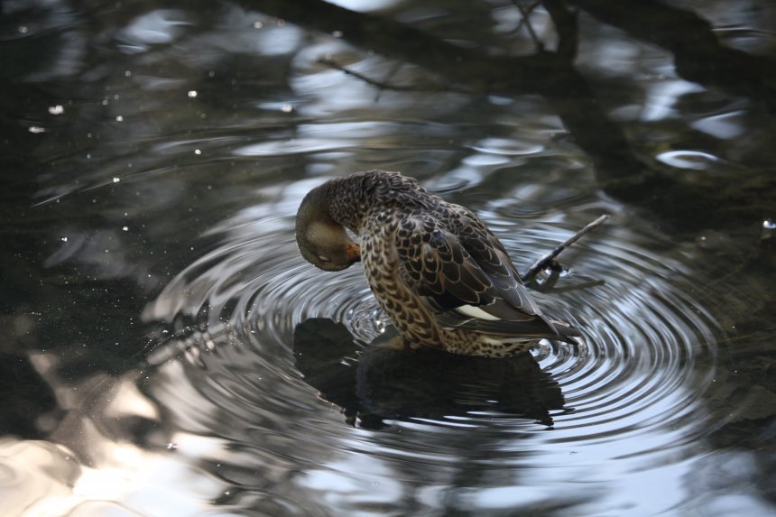Уточка умывается на старом пруду... - Танзиля Завьялова