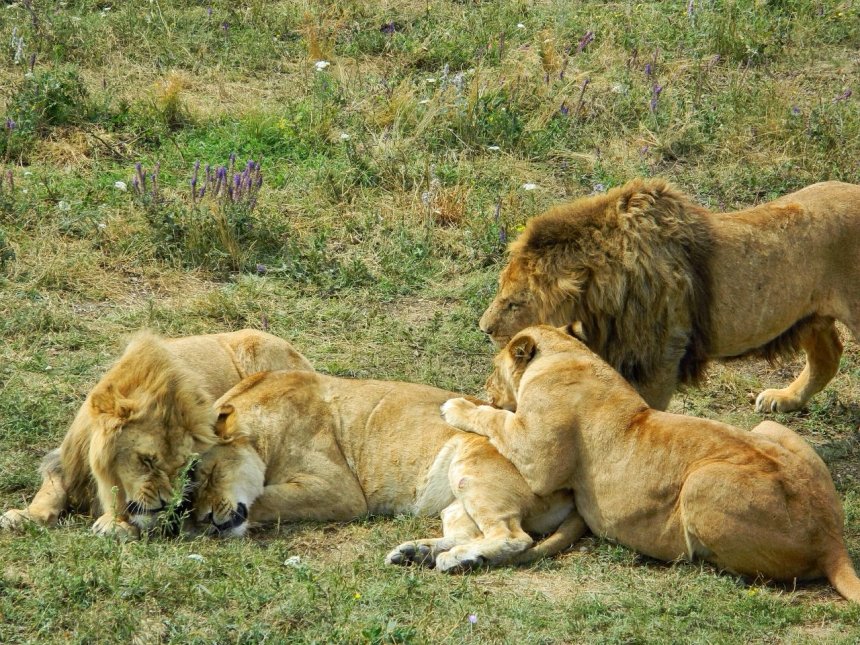 Львиная любовь - Ирина Григорьева