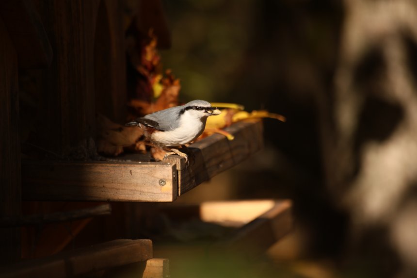 Обед поползней -  