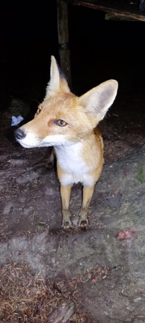 А сыра не найдëтся? -  