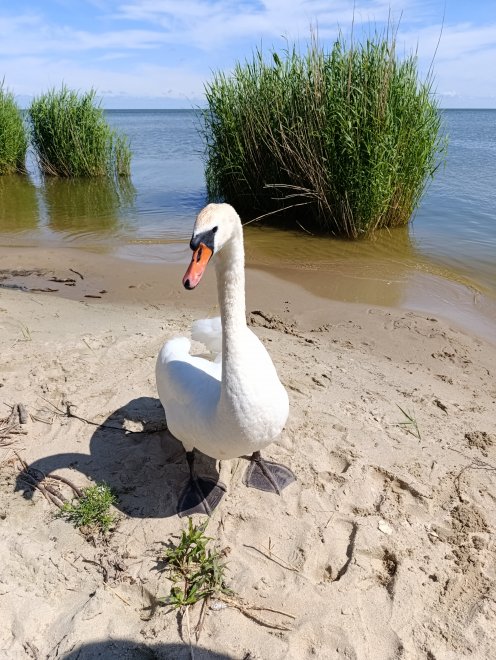 Встреча на Куршской косе - Диана Спиридонова