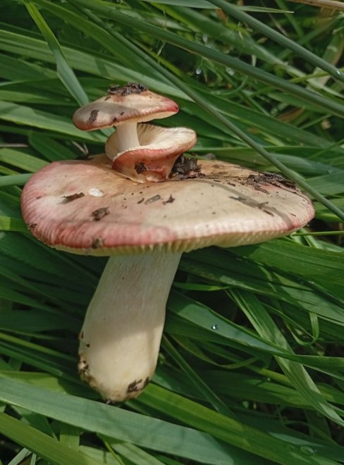 Сыроежка-пагода - Марина К