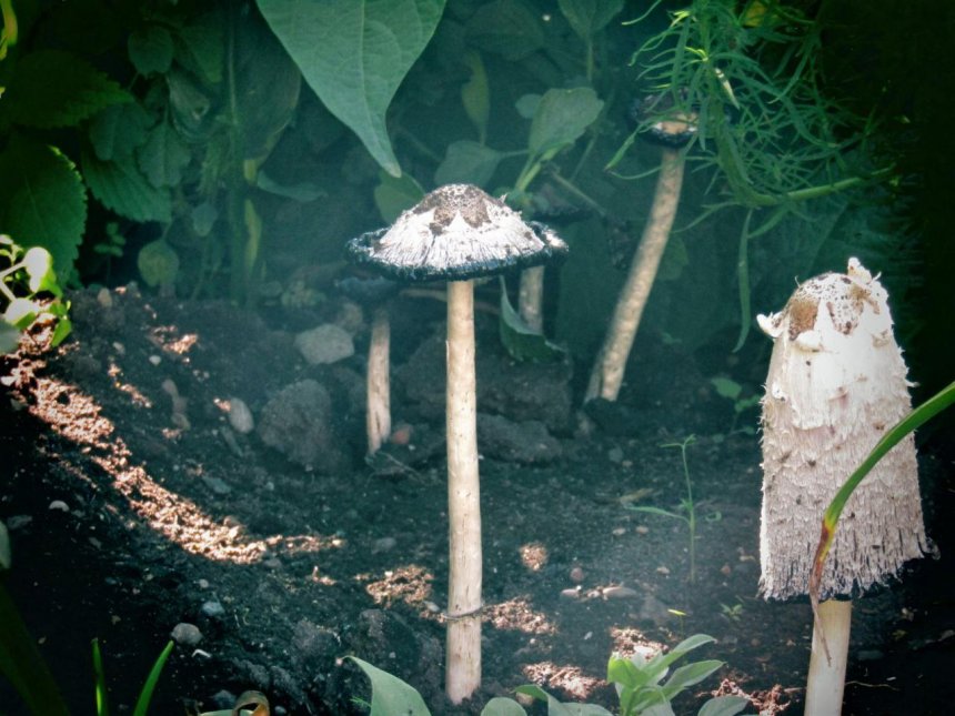 Красивые и опасные - Ольга Типсина