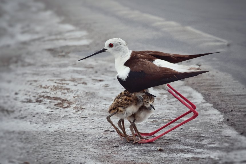 Семья на ходулях / Family on Stilts - Виталий Муравьев