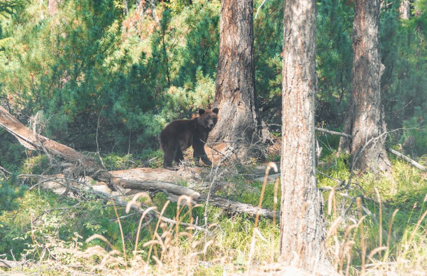 Мишка в камчатском лесу - Ольга Нецеля