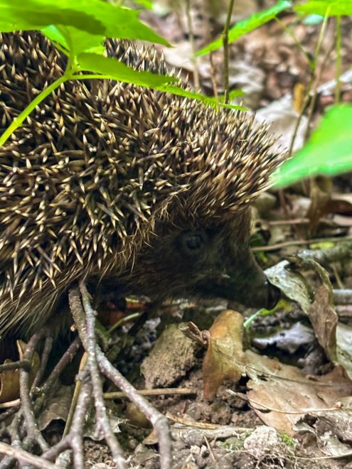 Прогулка по ландшафтному парку -   (1/8)