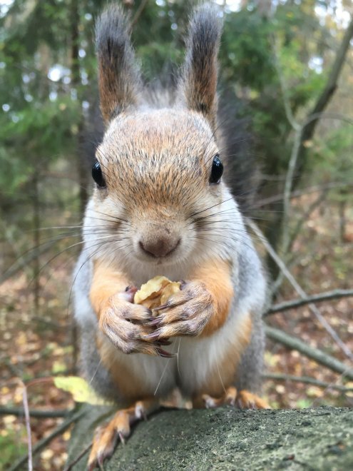 Белка Марфа -  