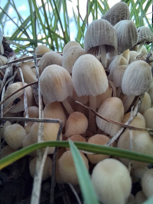 Привет из леса - Елена