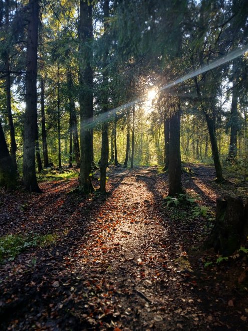 Дыхание осенненго леса (The breath of the autumn forest) - Наталья Грицай