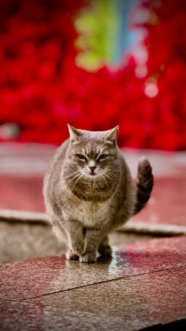 Осенняя грация - Асиль