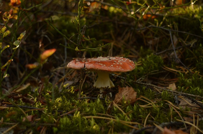 Мгновенье Карельской осени -  