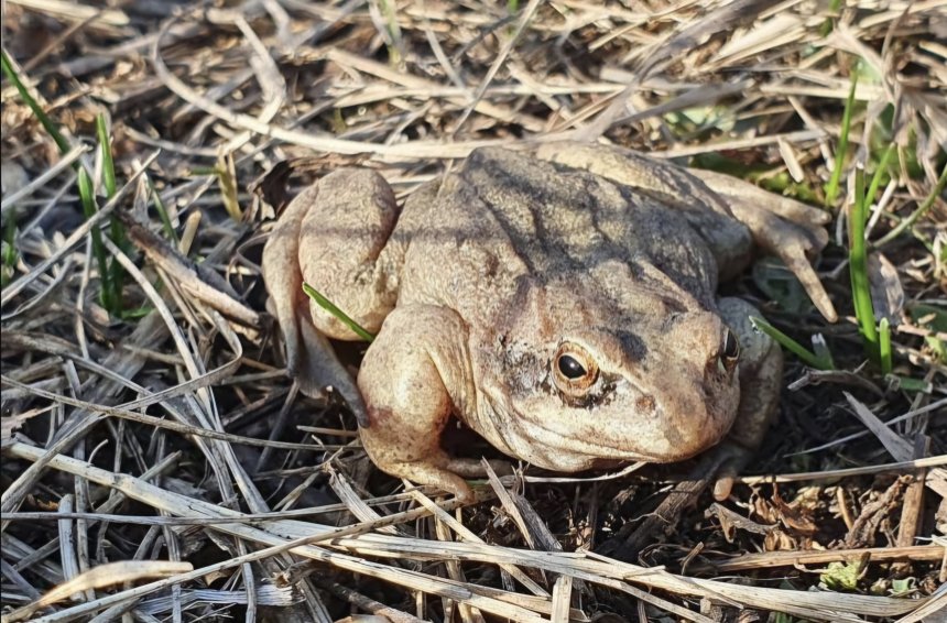 Лягушонок в моменте -  