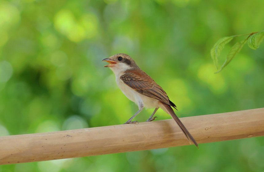 Бирманский жулан (молодая особь) -  