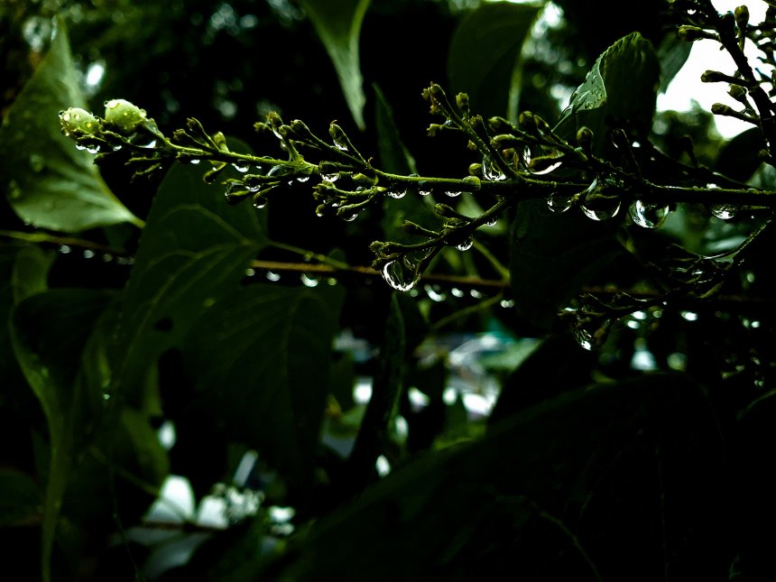 После дождя. - Екатерина